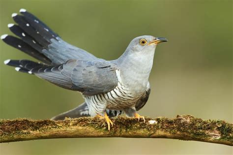 The Cuckoo Bird; A Melodic Lament Infused With Appalachian Echoes